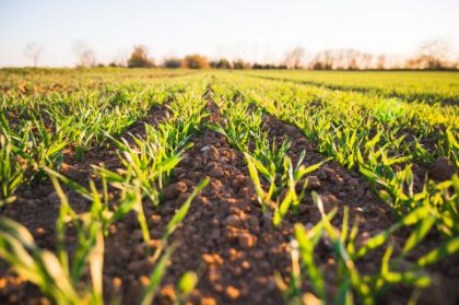 Le sfide del 2023: flavescenza dorata ed eventi meteorologici avversi Le sfide del 2023: flavescenza dorata ed eventi meteorologici avversi