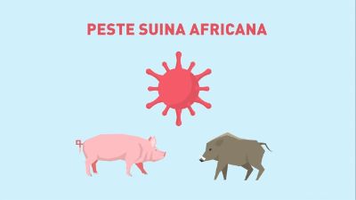 peste suina