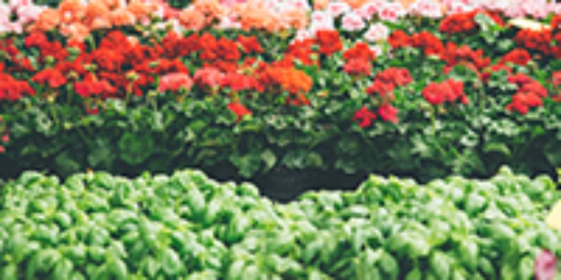 colori e sapori 