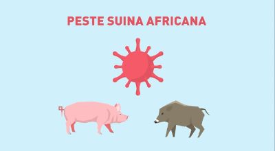 peste suina